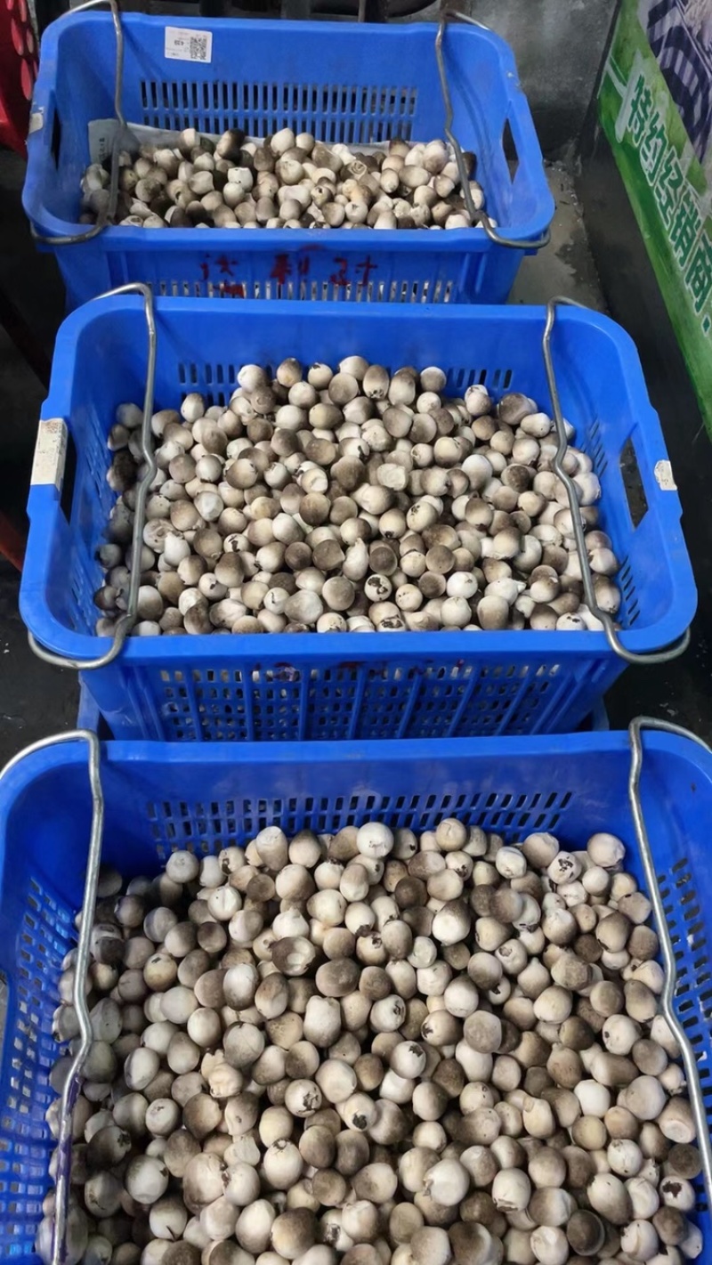 草菇直供/漳州/广东基地/工厂化/稳定采购商来
