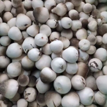 草菇直供/漳州/广东基地/工厂化/稳定采购商来