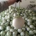 玉菇甜瓜，绵绵的果肉清爽可口，4月中旬上市预售