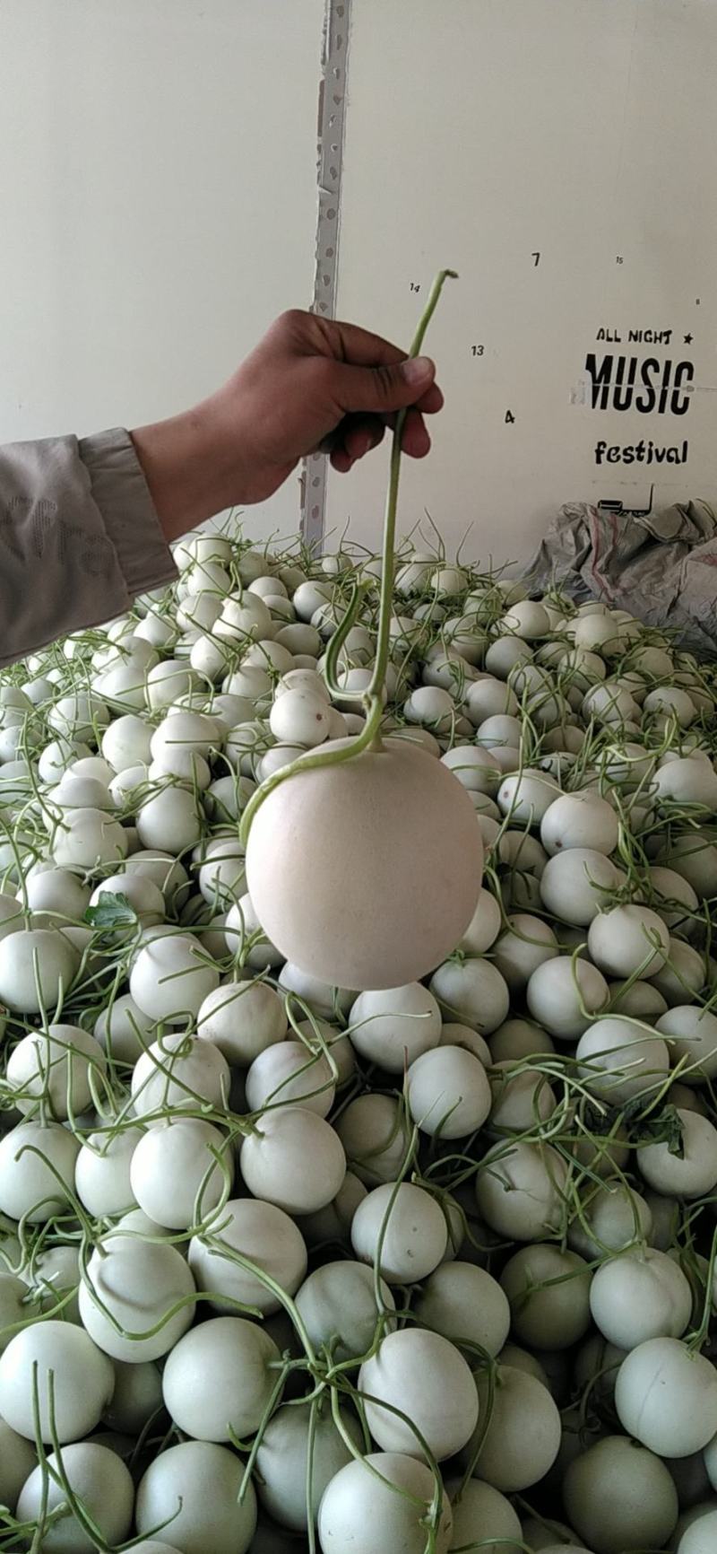 玉菇甜瓜，绵绵的果肉清爽可口，4月中旬上市预售
