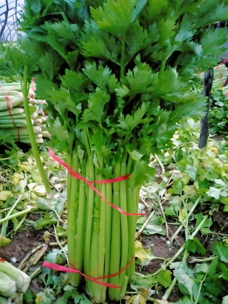 山西运城夏县大棚芹菜大量上市中，欢迎全国朋友前来采购定货