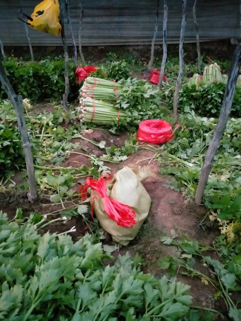 山西运城夏县大棚芹菜大量上市中，欢迎全国朋友前来采购定货