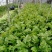 山西运城夏县大棚芹菜大量上市中，欢迎全国朋友前来采购定货
