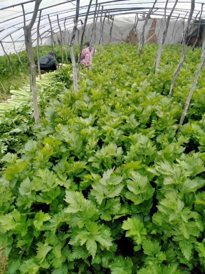 山西运城夏县大棚芹菜大量上市中，欢迎全国朋友前来采购定货