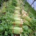 山西运城夏县大棚芹菜大量上市中，欢迎全国朋友前来采购定货