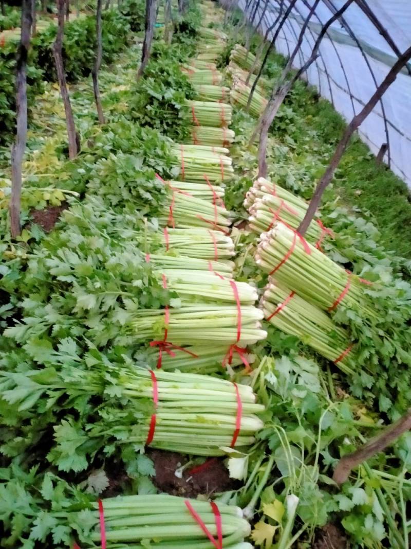 山西运城夏县大棚芹菜大量上市中，欢迎全国朋友前来采购定货