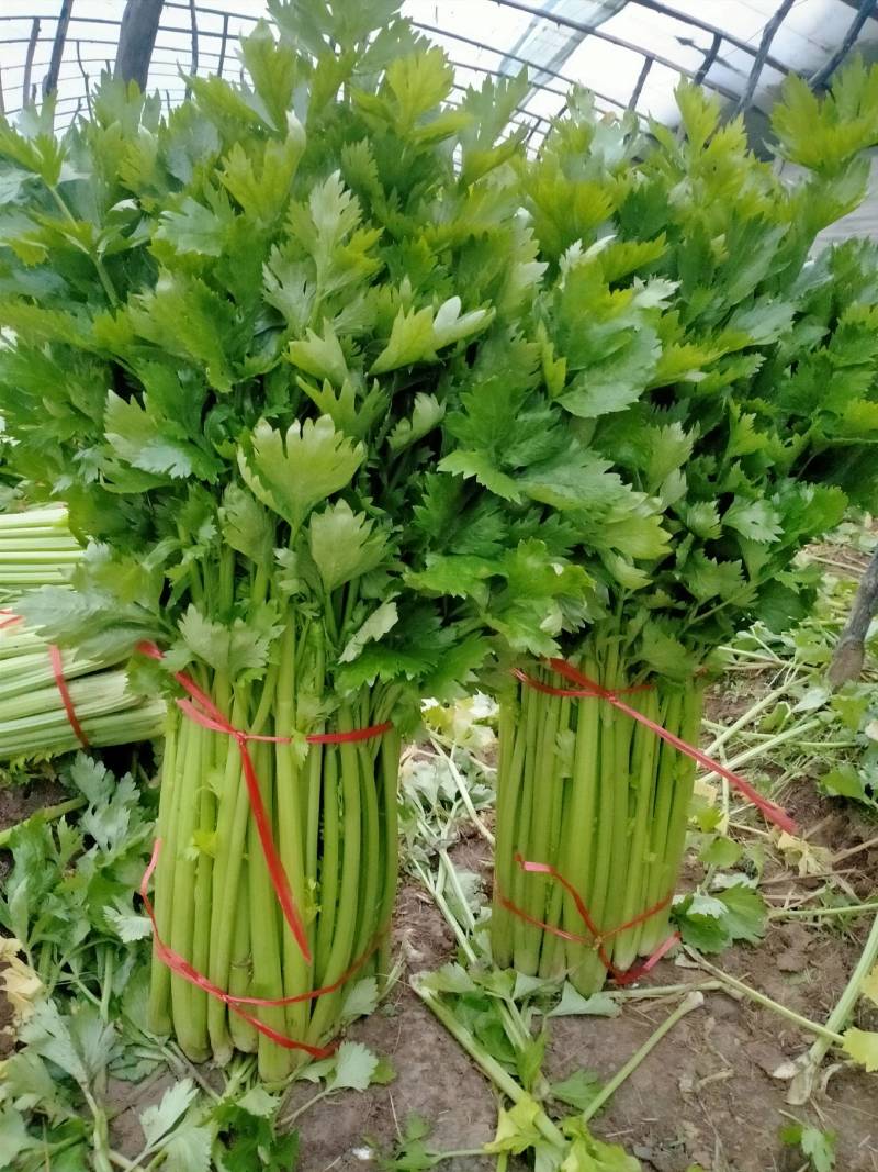 山西运城夏县大棚芹菜大量上市中，欢迎全国朋友前来采购定货