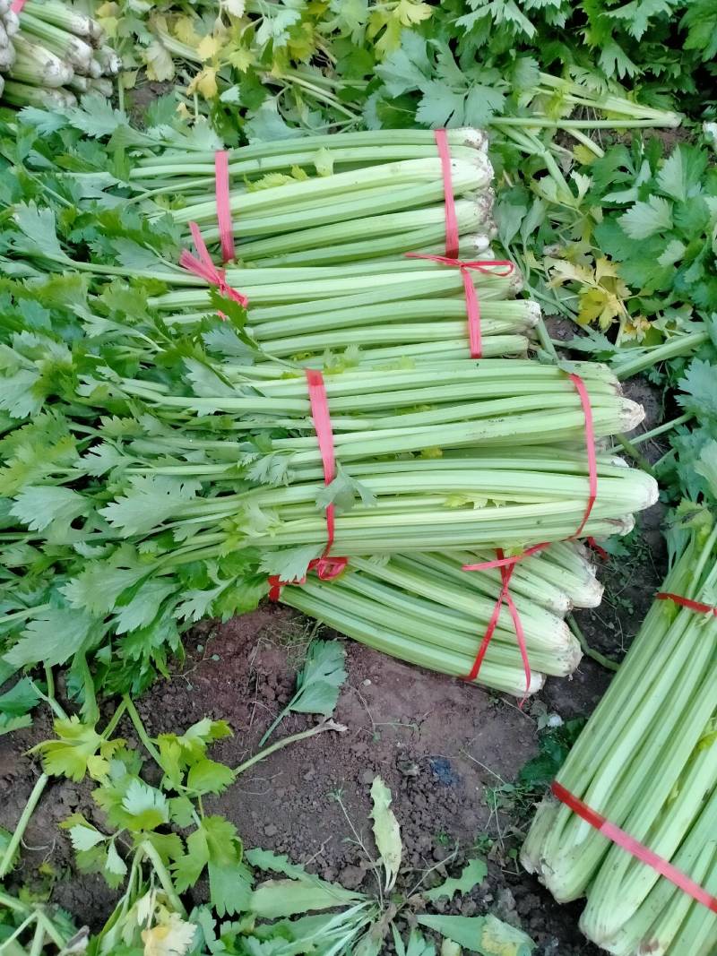 山西运城夏县大棚芹菜大量上市中，欢迎全国朋友前来采购定货