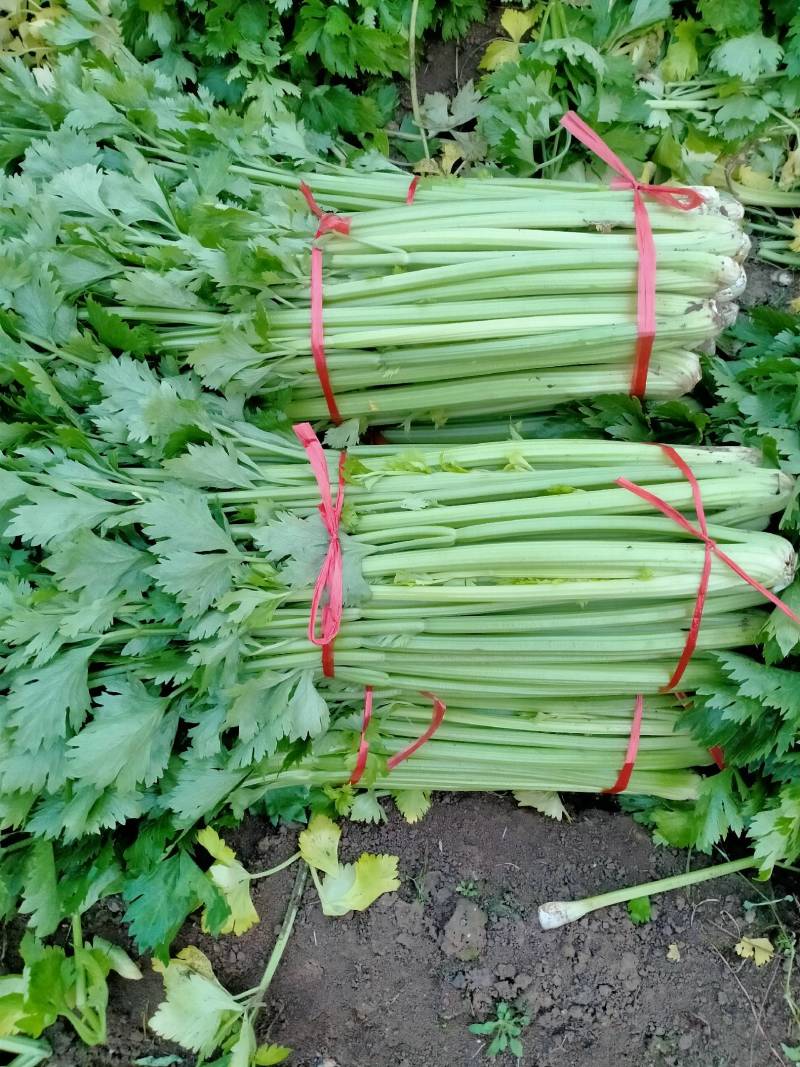山西运城夏县大棚芹菜大量上市中，欢迎全国朋友前来采购定货