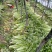 山西运城夏县大棚芹菜大量上市中，欢迎全国朋友前来采购定货