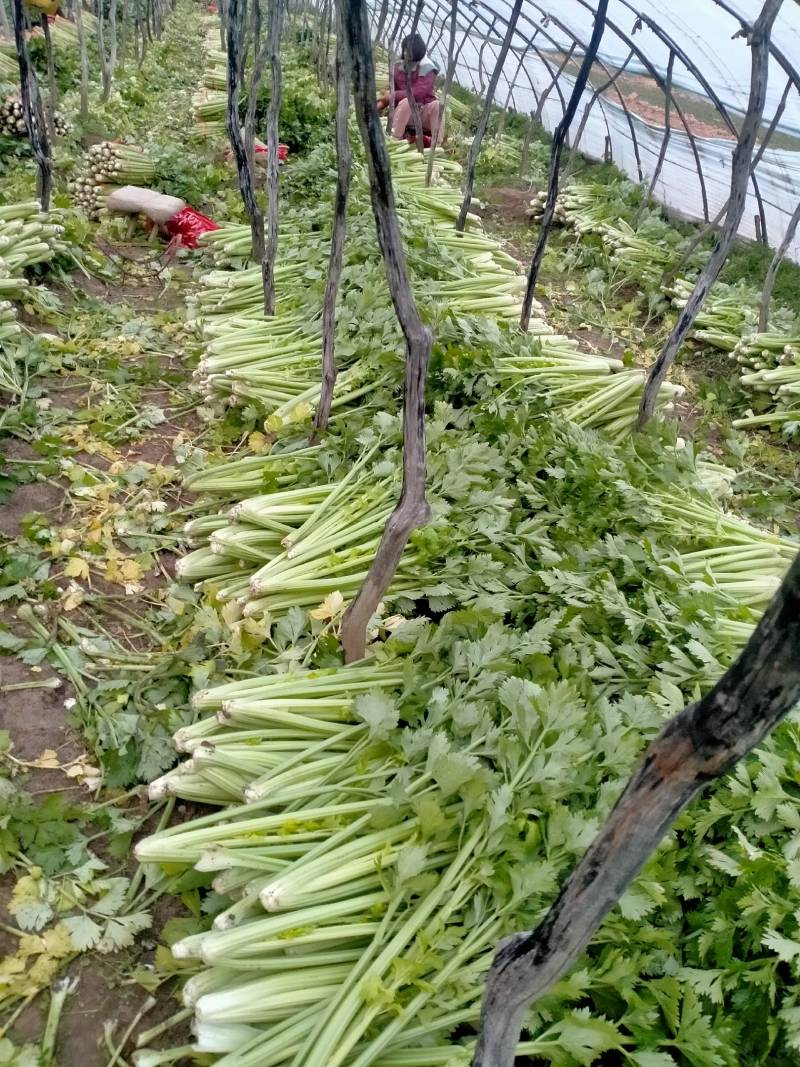 山西运城夏县大棚芹菜大量上市中，欢迎全国朋友前来采购定货