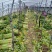 山西运城夏县大棚芹菜大量上市中，欢迎全国朋友前来采购定货