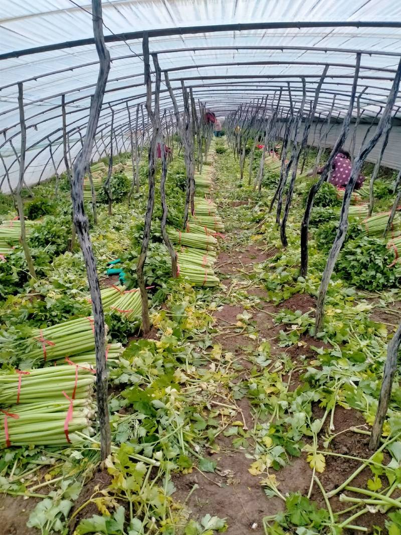 山西运城夏县大棚芹菜大量上市中，欢迎全国朋友前来采购定货