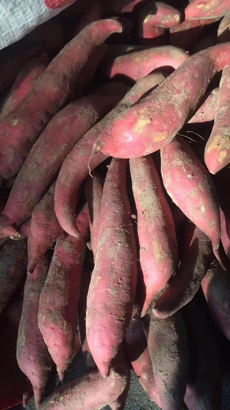 红薯西瓜红红薯万亩红薯基地供应全国市场电商一件代发