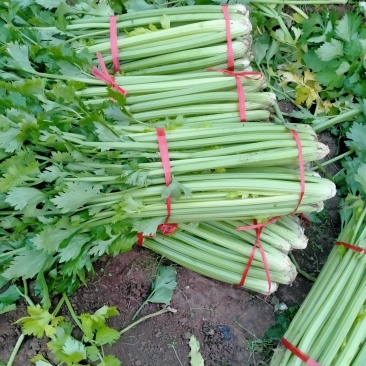 山西运城夏县大棚芹菜大量上市中，欢迎全国朋友前来采购定货