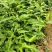 云南大叶白部苗，