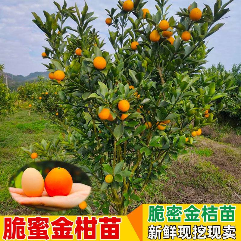 脆蜜金桔苗脆皮金桔树苗脆蜜金柑无籽新品大甜果四季盆栽结果