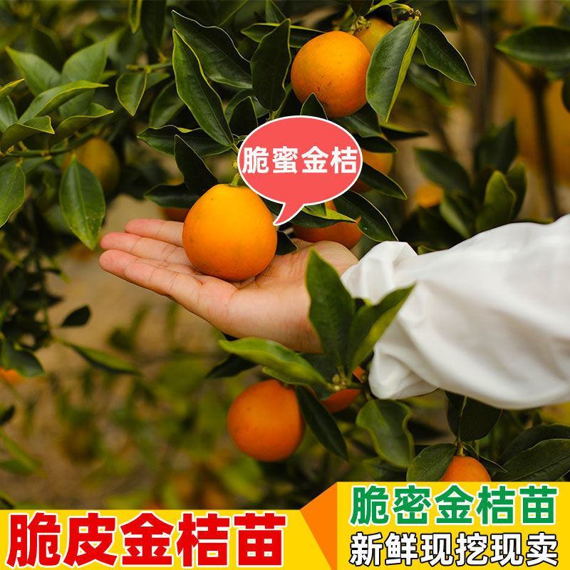 脆蜜金桔苗脆皮金桔树苗脆蜜金柑无籽新品大甜果四季盆栽结果