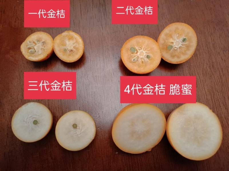 脆蜜金桔苗脆皮金桔树苗脆蜜金柑无籽新品大甜果四季盆栽结果