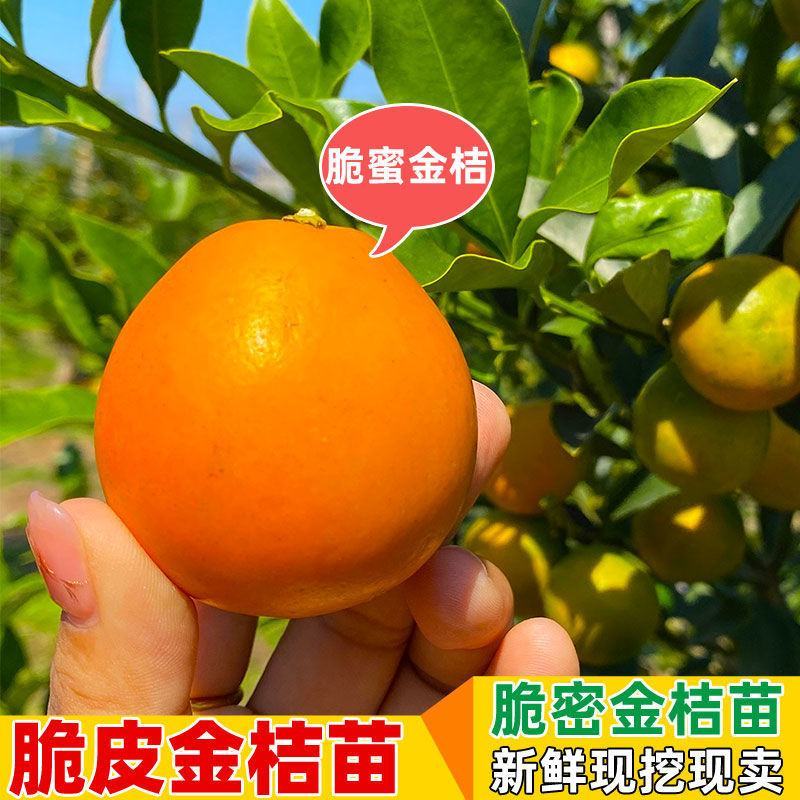脆蜜金桔苗脆皮金桔树苗脆蜜金柑无籽新品大甜果四季盆栽结果