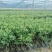 脆蜜金桔苗脆皮金桔树苗脆蜜金柑无籽新品大甜果四季盆栽结果