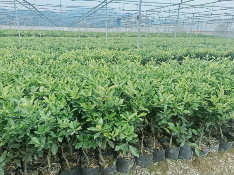 脆蜜金桔苗脆皮金桔树苗脆蜜金柑无籽新品大甜果四季盆栽结果