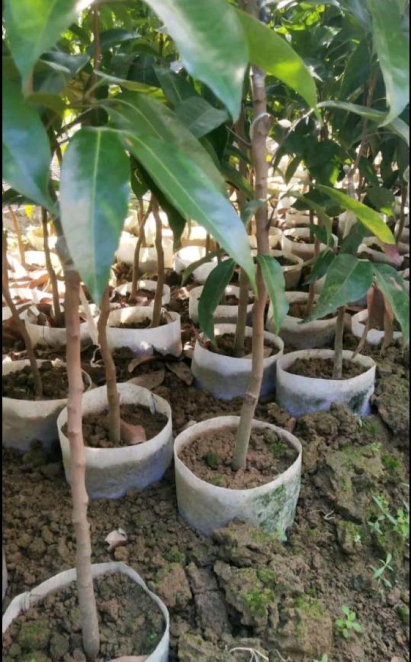 冰荔苗冰荔新品种果子青甜色泽靓丽耐存不变色
