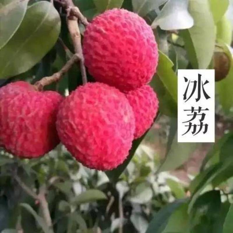 冰荔苗冰荔新品种果子青甜色泽靓丽耐存不变色