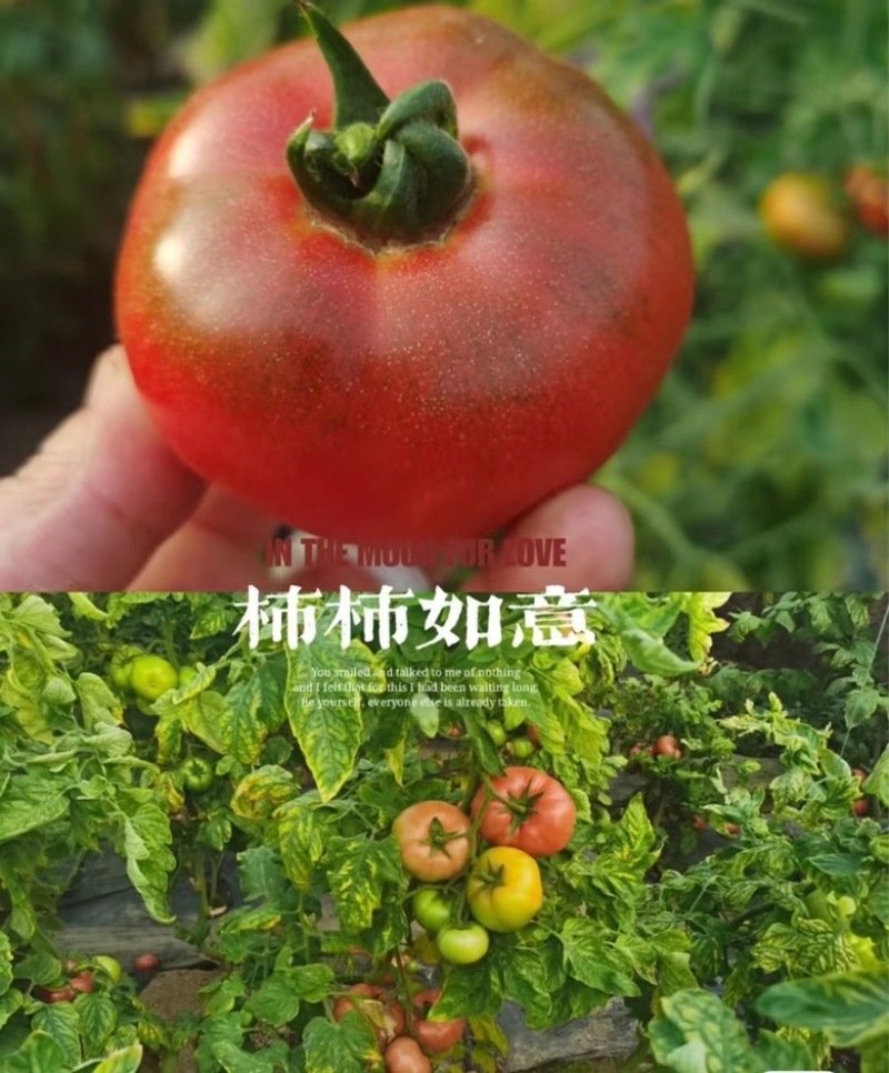 铁皮柿子，草莓柿子，口感绝绝子，糖度7个以上，酸甜口