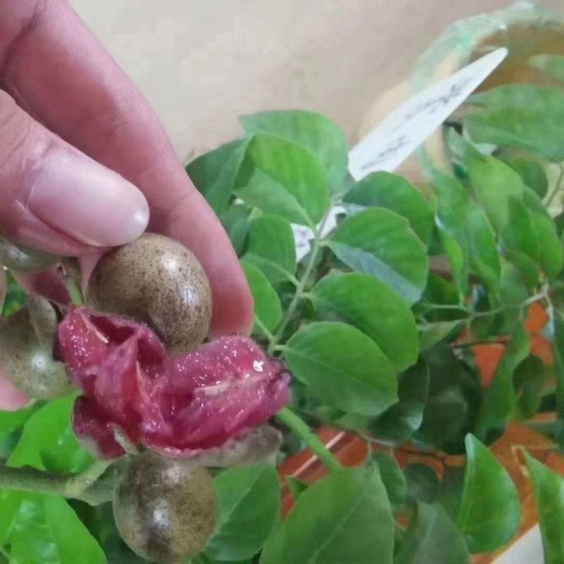 紫肉黄皮苗紫色黄皮苗无核黄皮紫肉黄皮果树苗当年结果