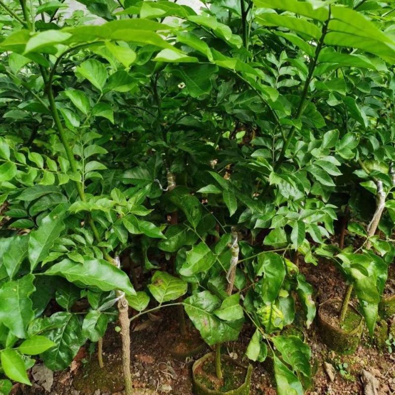紫肉黄皮苗紫色黄皮苗无核黄皮紫肉黄皮果树苗当年结果