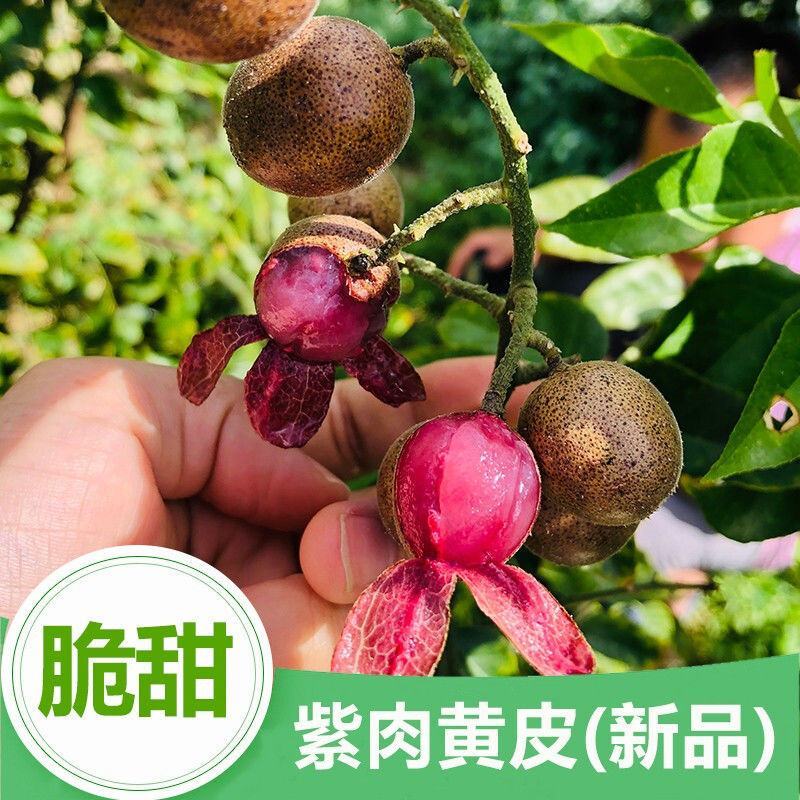 紫肉黄皮苗紫色黄皮苗无核黄皮紫肉黄皮果树苗当年结果
