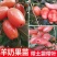 羊奶果苗特大果羊奶果苗胡颓子苗胡秃子树苗羊奶果苗当年结果