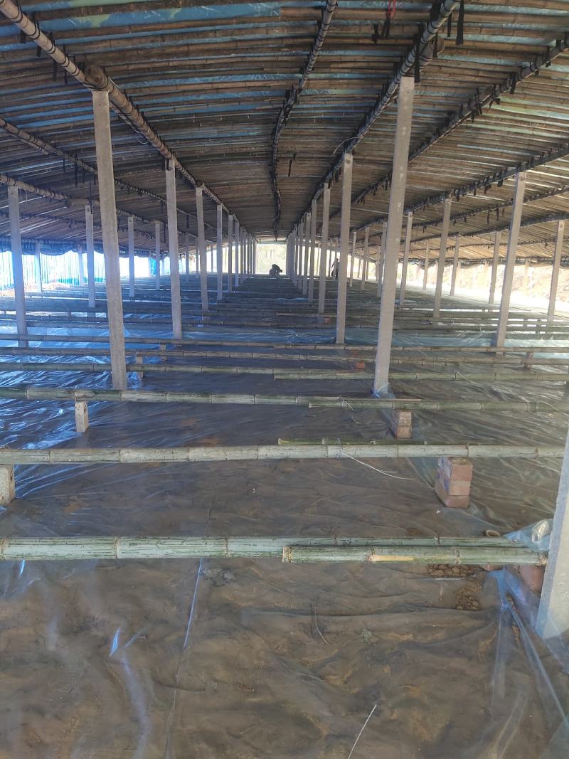 全国各地搭建鸡鸭鹅养殖大棚欢迎各位朋友致电咨询