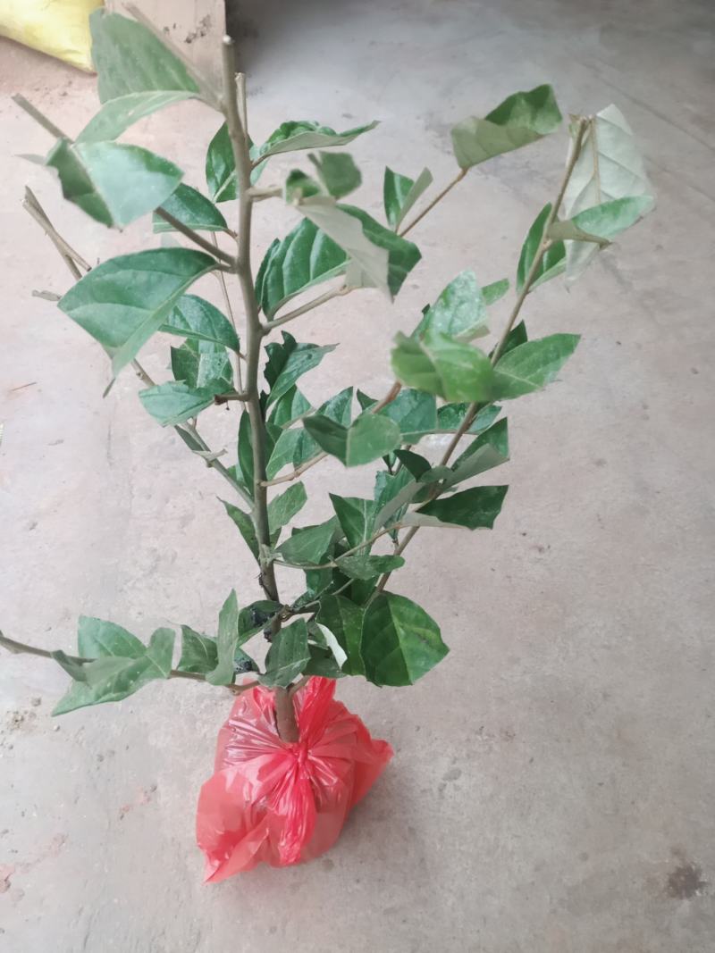 羊奶果苗特大果羊奶果苗胡颓子苗胡秃子树苗羊奶果苗当年结果