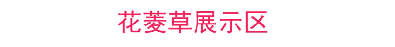 花菱草种子多年生草本植物耐寒力强庭院阳台绿化四季易播