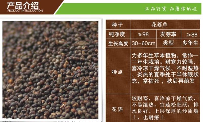 花菱草种子多年生草本植物耐寒力强庭院阳台绿化四季易播