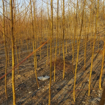 自家苗圃金丝垂柳垂柳小苗2-3-4-5公分3万棵绿曦苗圃