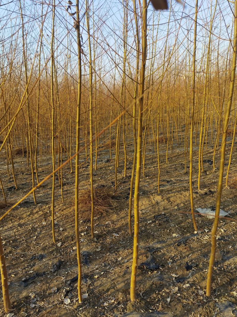 自家苗圃金丝垂柳垂柳小苗2-3-4-5公分3万棵绿曦苗圃