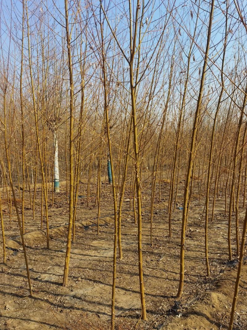 自家苗圃金丝垂柳垂柳小苗2-3-4-5公分3万棵绿曦苗圃