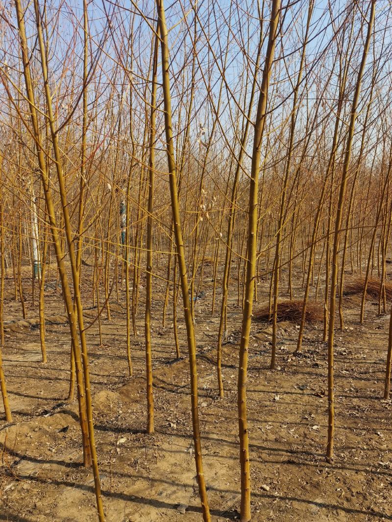 自家苗圃金丝垂柳垂柳小苗2-3-4-5公分3万棵绿曦苗圃