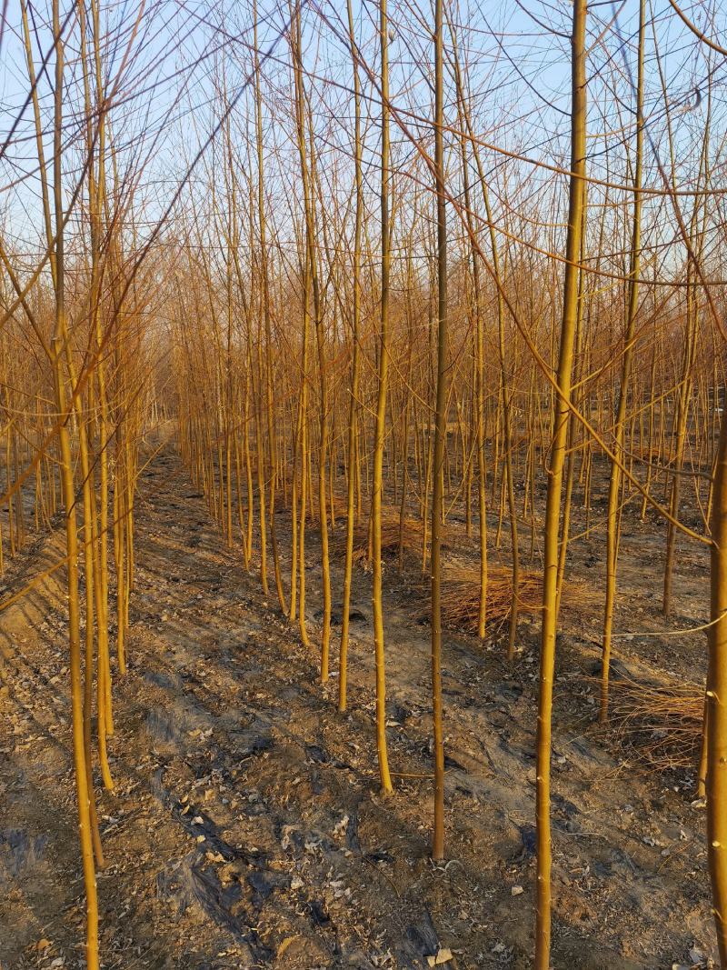自家苗圃金丝垂柳垂柳小苗2-3-4-5公分3万棵绿曦苗圃