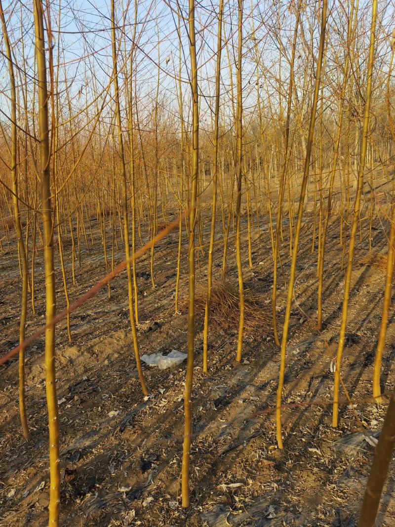 自家苗圃金丝垂柳垂柳小苗2-3-4-5公分3万棵绿曦苗圃