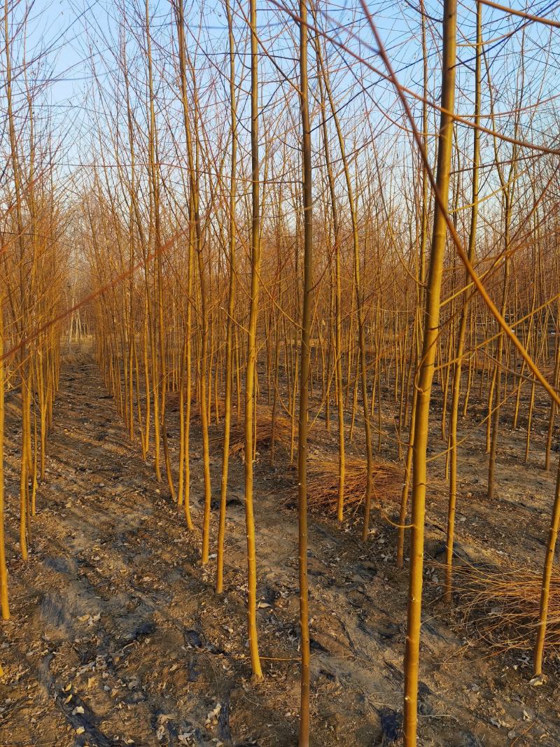 自家苗圃金丝垂柳垂柳小苗2-3-4-5公分3万棵绿曦苗圃