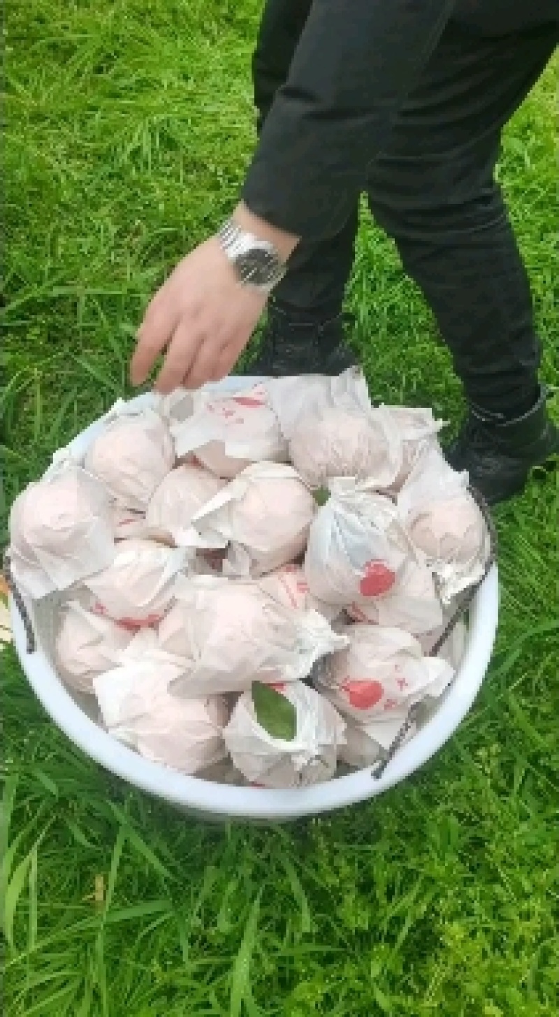 四川眉山不知火柑桔，一手货源，产地直发，品质保证