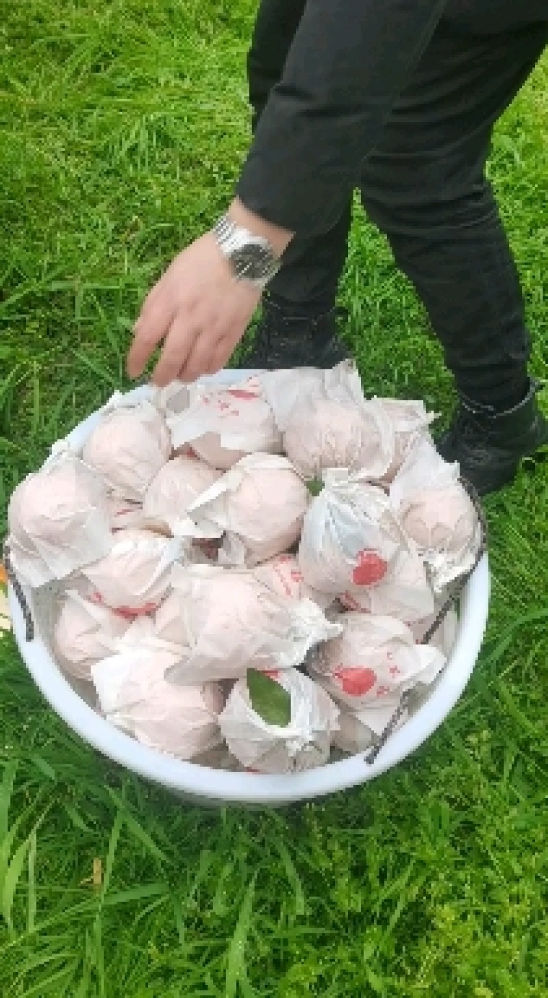 四川眉山不知火柑桔，一手货源，产地直发，品质保证