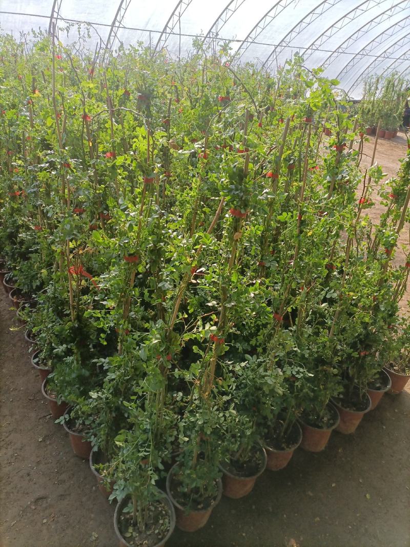 蔷薇花/藤本蔷薇基地直销/当年开花/适用于绿化园林/