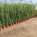 蔷薇花/藤本蔷薇基地直销/当年开花/适用于绿化园林/