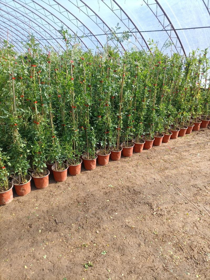 蔷薇花/藤本蔷薇基地直销/当年开花/适用于绿化园林/