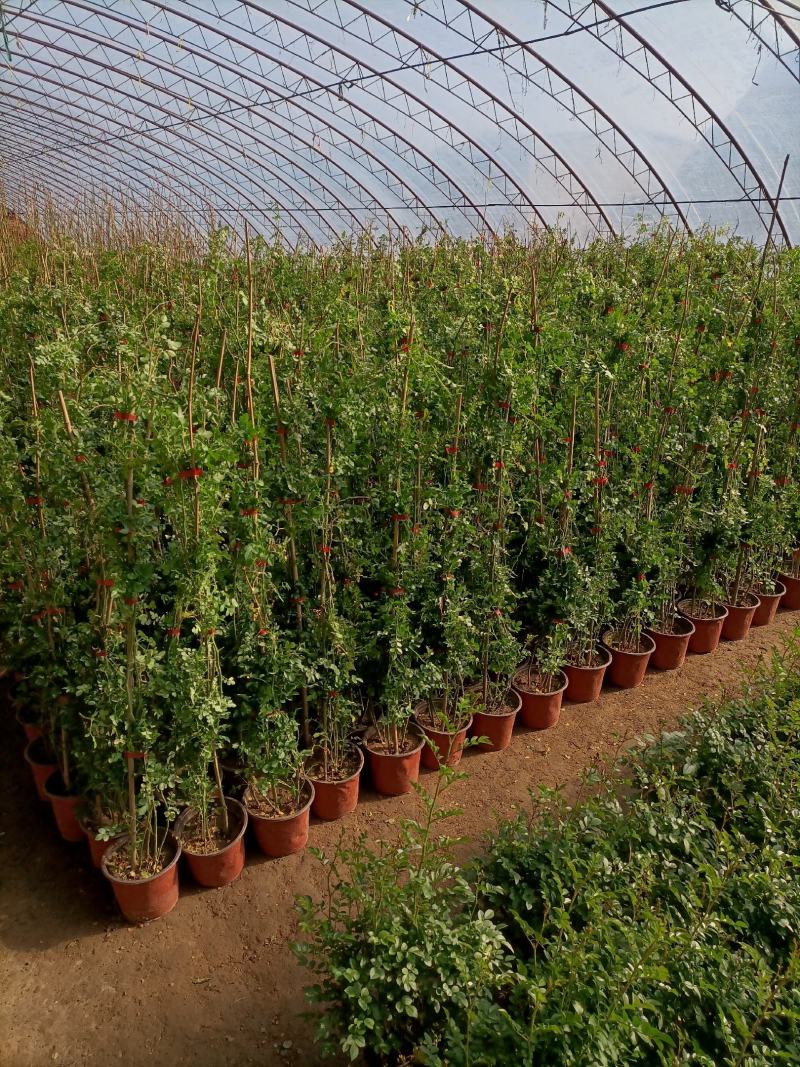 蔷薇花/藤本蔷薇基地直销/当年开花/适用于绿化园林/